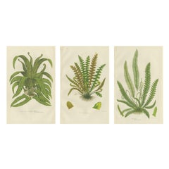 European Quillwort, Creeping Pillwort and Shoreweed – Botanical Triptych, 1873
