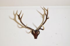 European Red Deer Antler Mount, Shaped and Carved Walnut Backplate