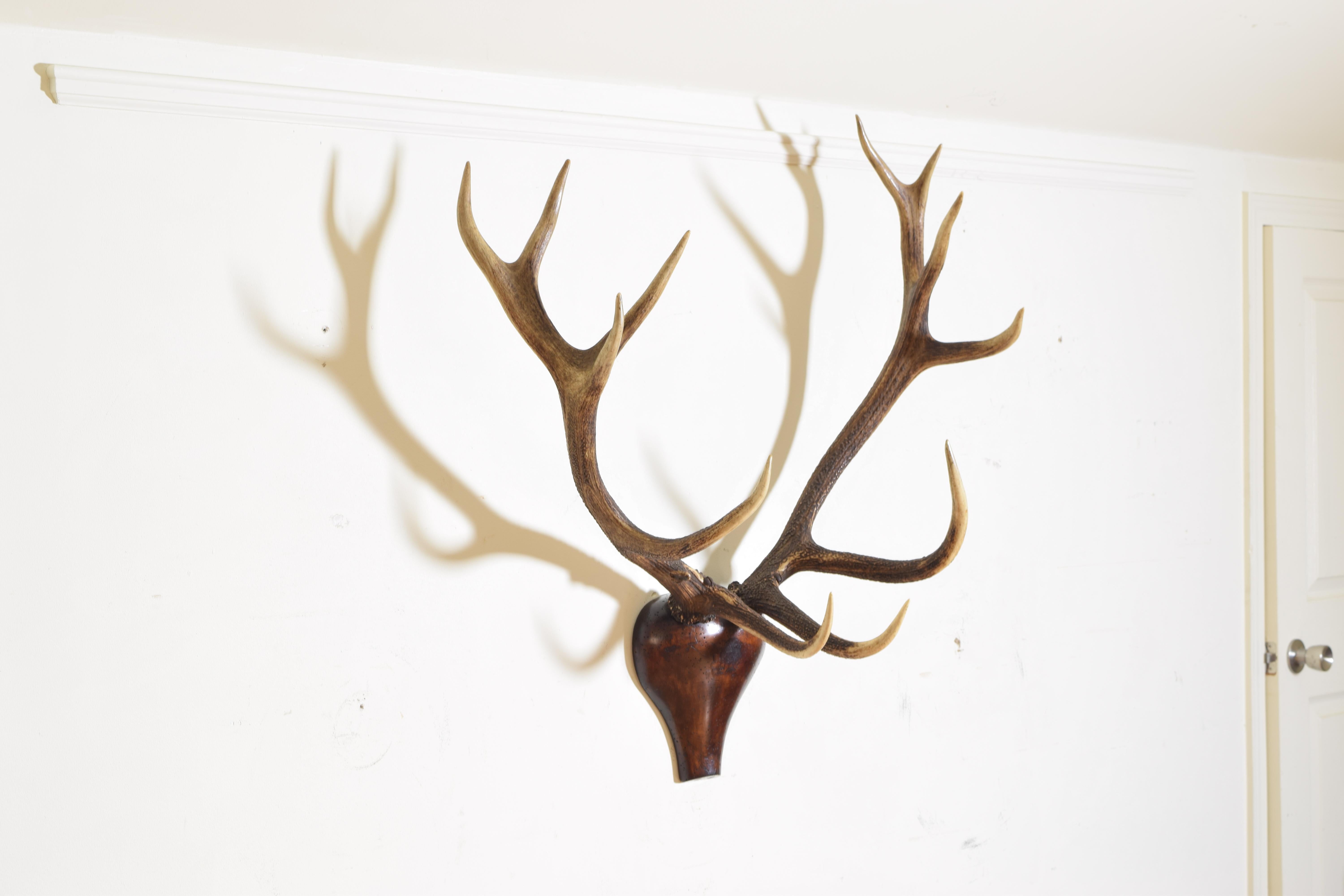 Italian European Red Deer Antler Mount, Shaped and Carved Walnut Backplate