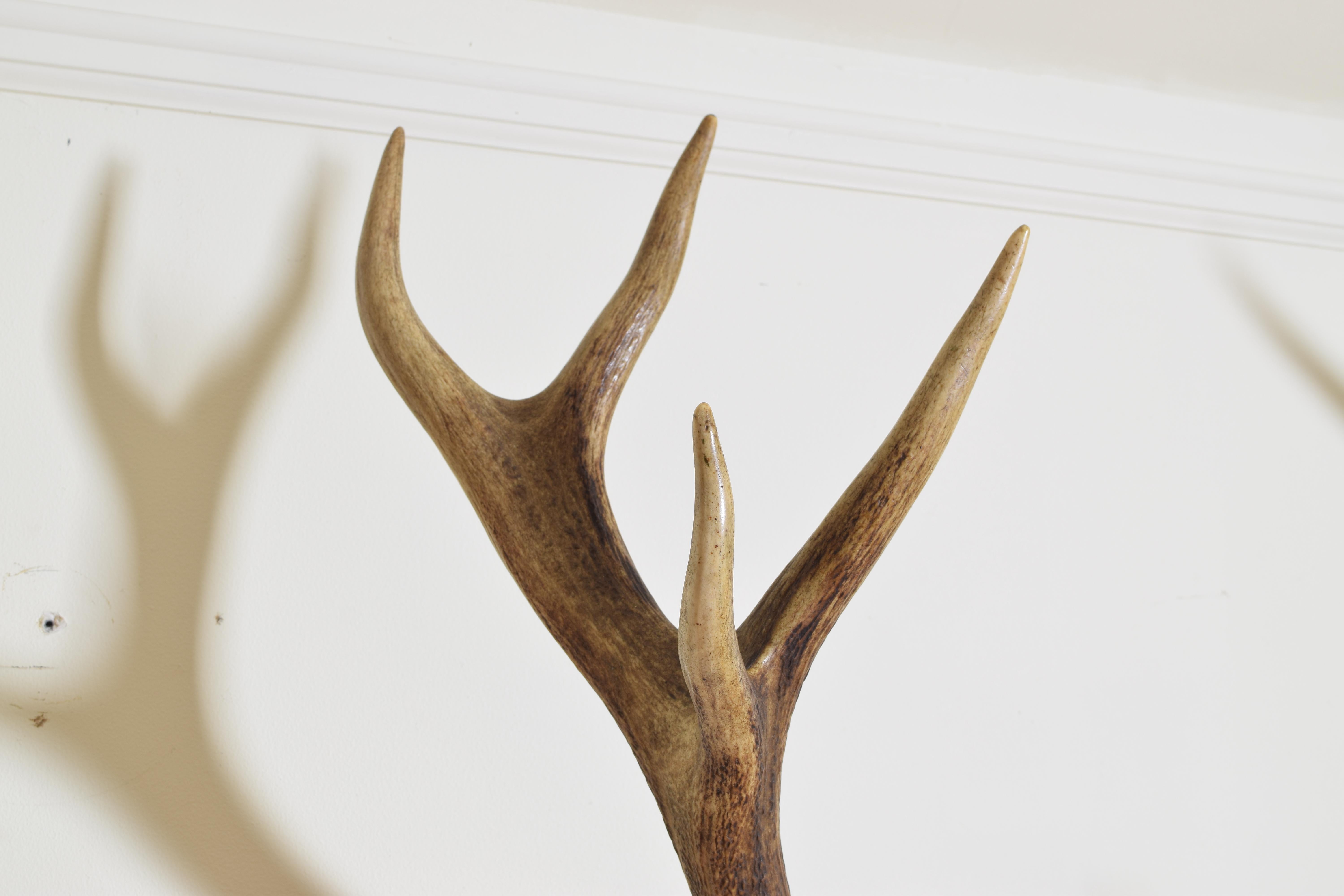 Early 20th Century European Red Deer Antler Mount, Shaped and Carved Walnut Backplate