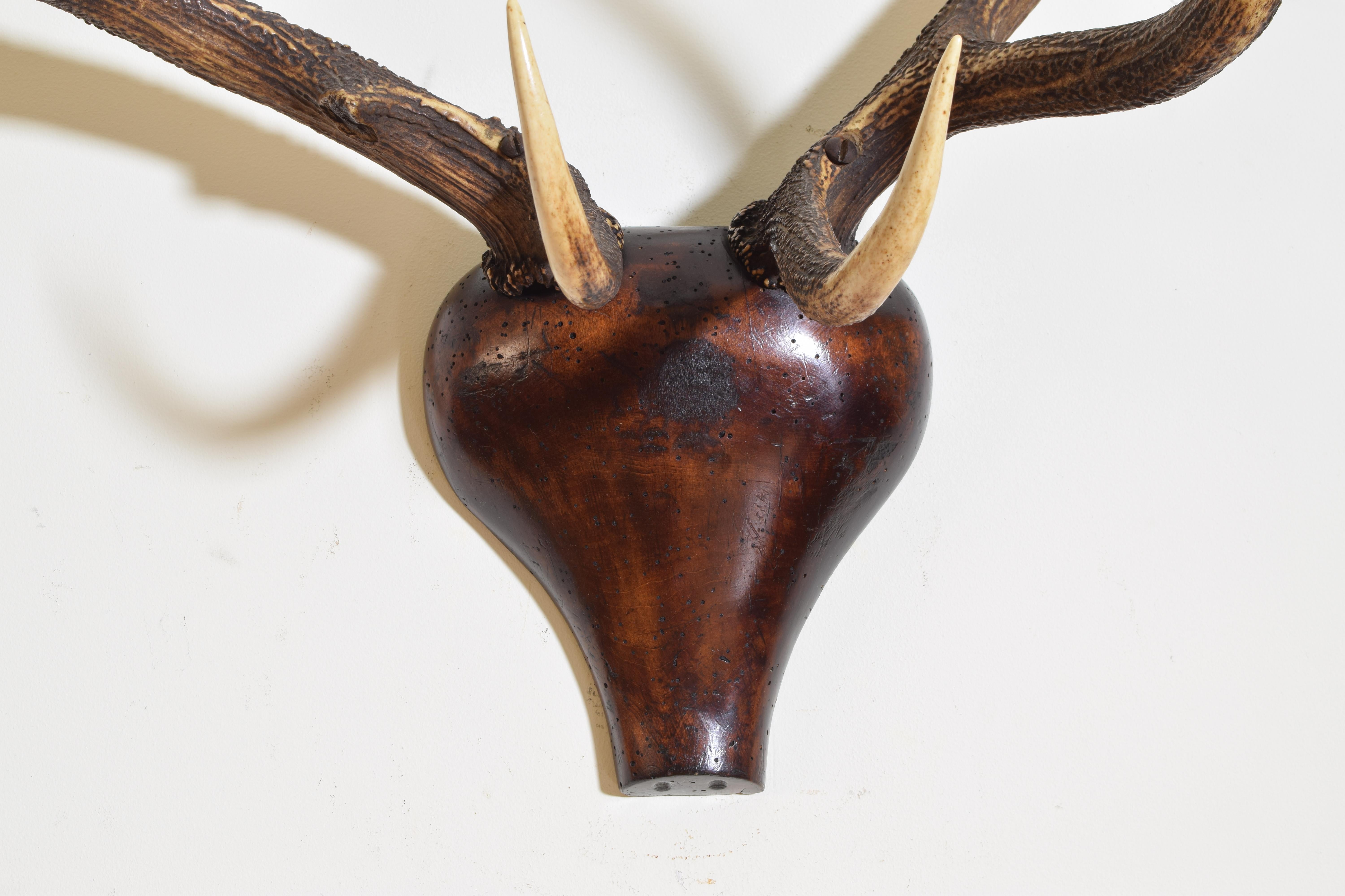 European Red Deer Antler Mount, Shaped and Carved Walnut Backplate 1