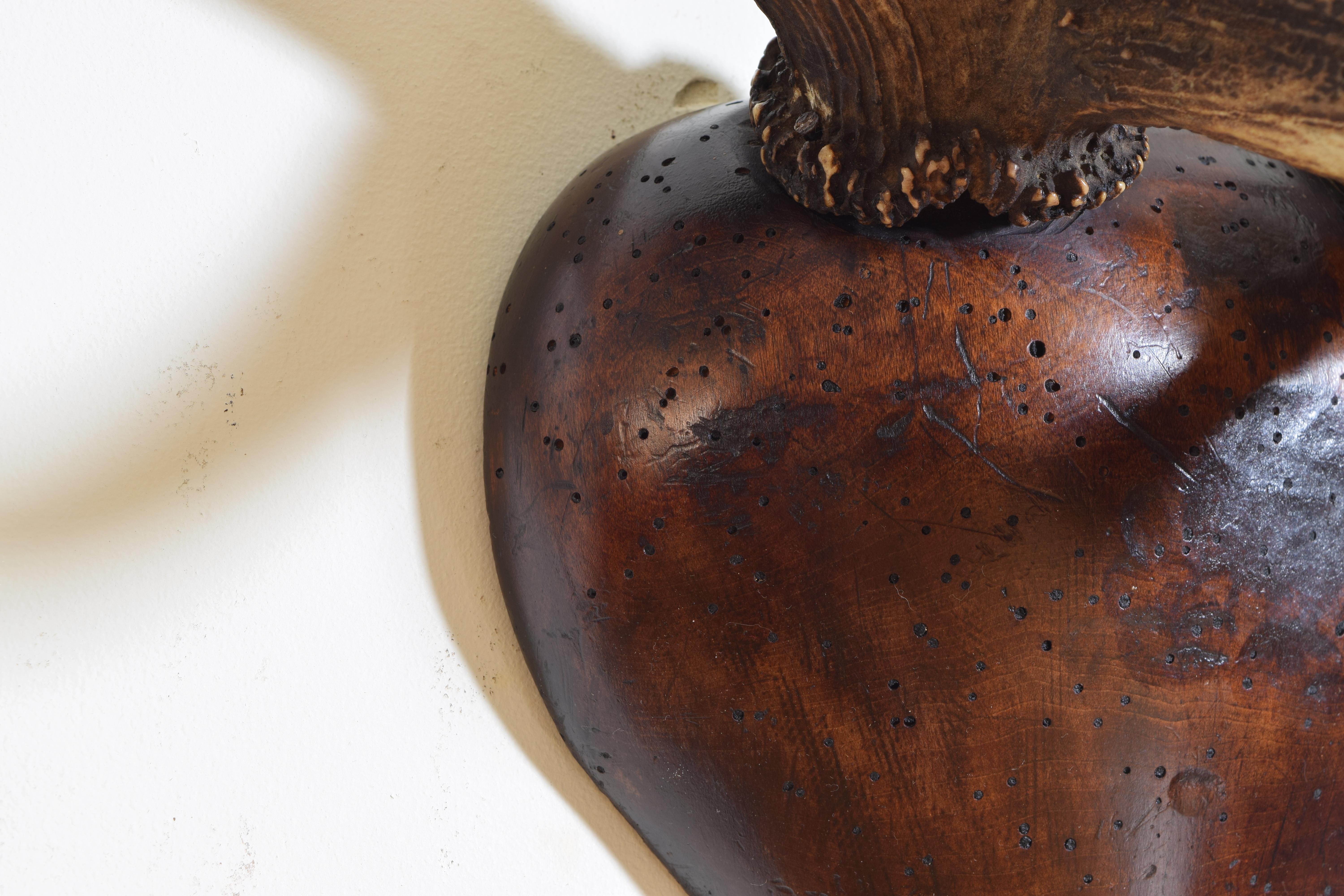European Red Deer Antler Mount, Shaped and Carved Walnut Backplate 2