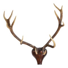 European Red Deer Antler Mount, Shaped and Carved Walnut Backplate