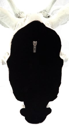 European Red Deer Stag Head