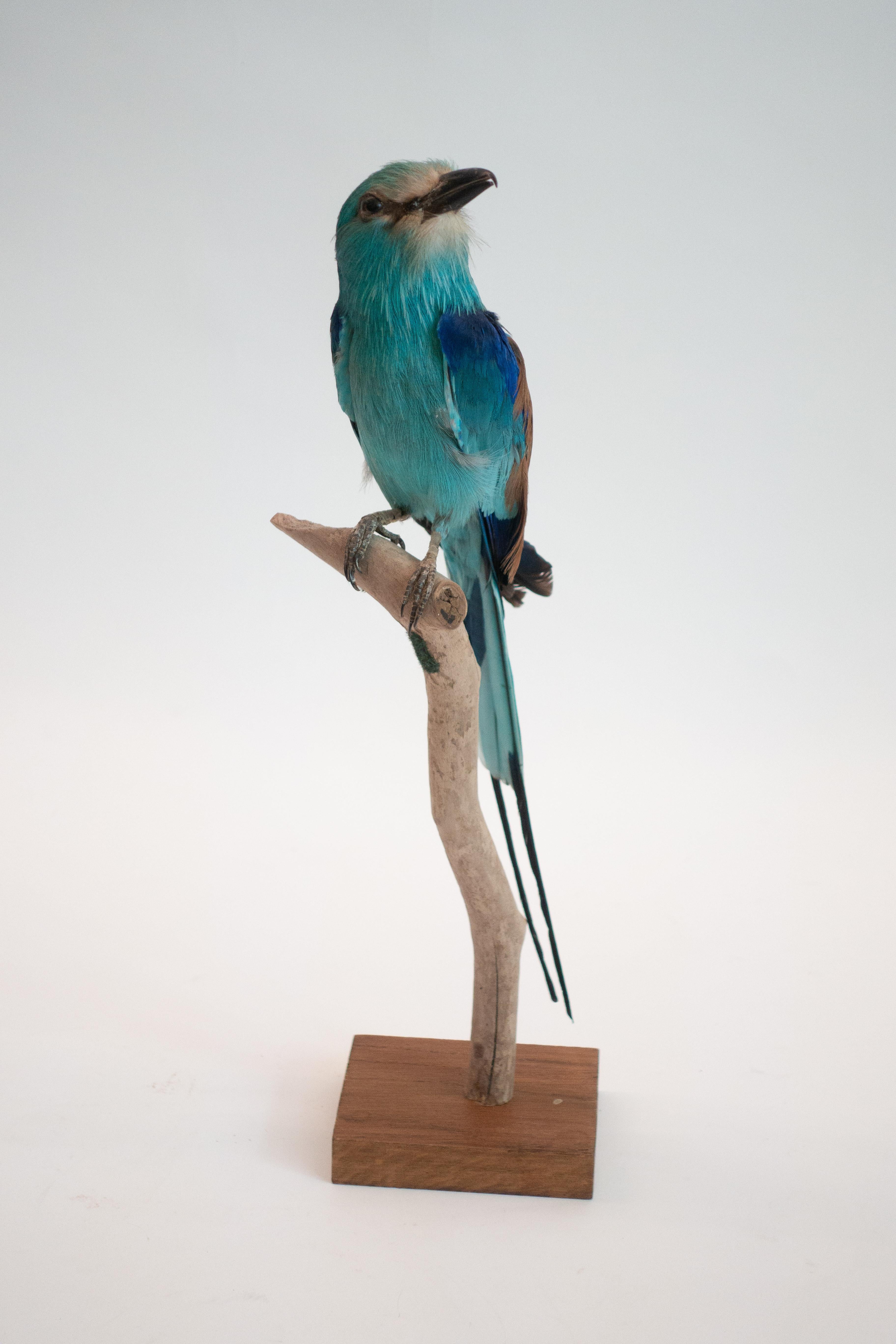The European roller is the only member of the roller family of birds to breed in Europe. Its overall range extends into the Middle East, Central Asia and Morocco. The European roller is found in a wide variety of habitats, including the Upper East
