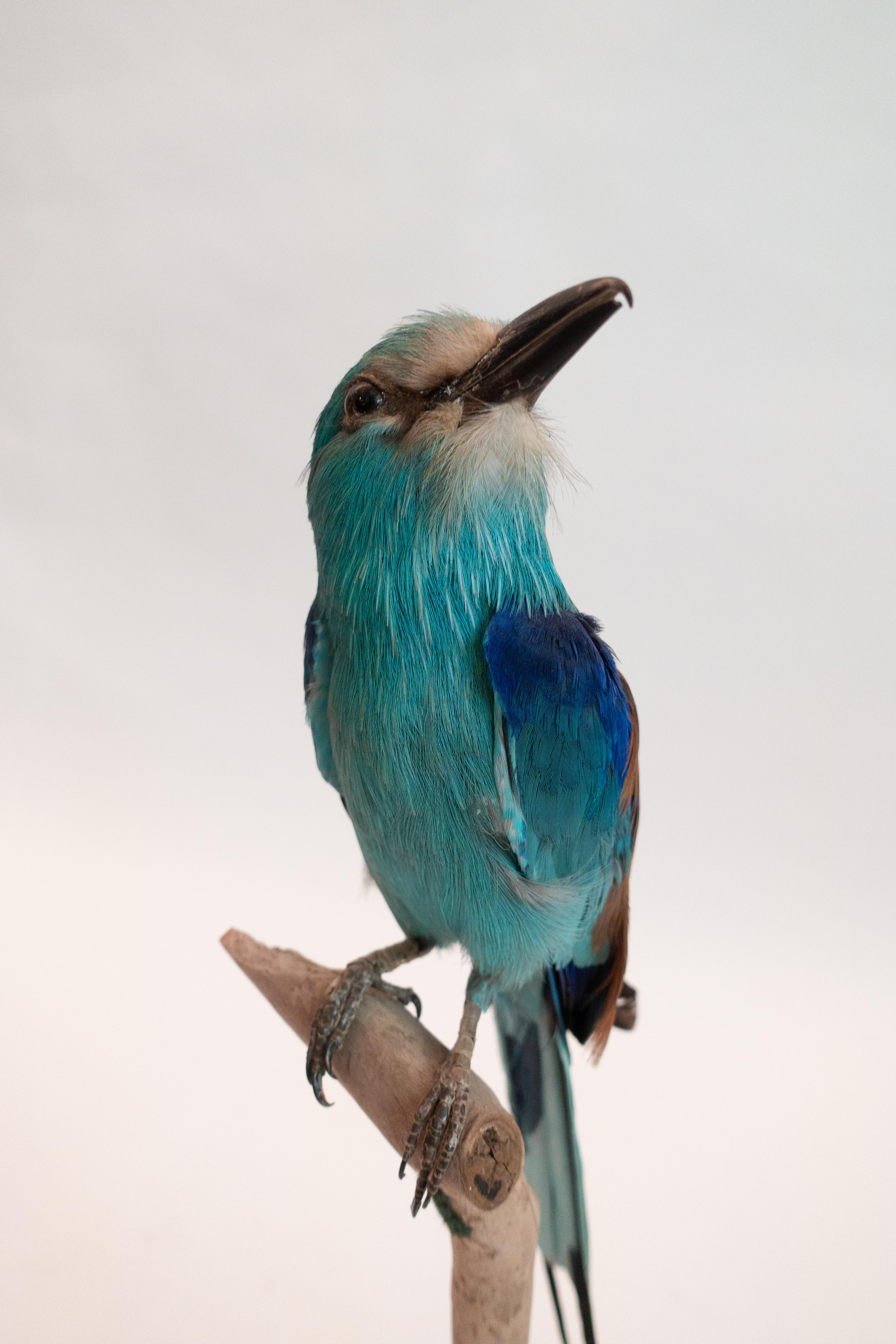 Victorian European Roller Bird Mounted Taxidermy Specimen