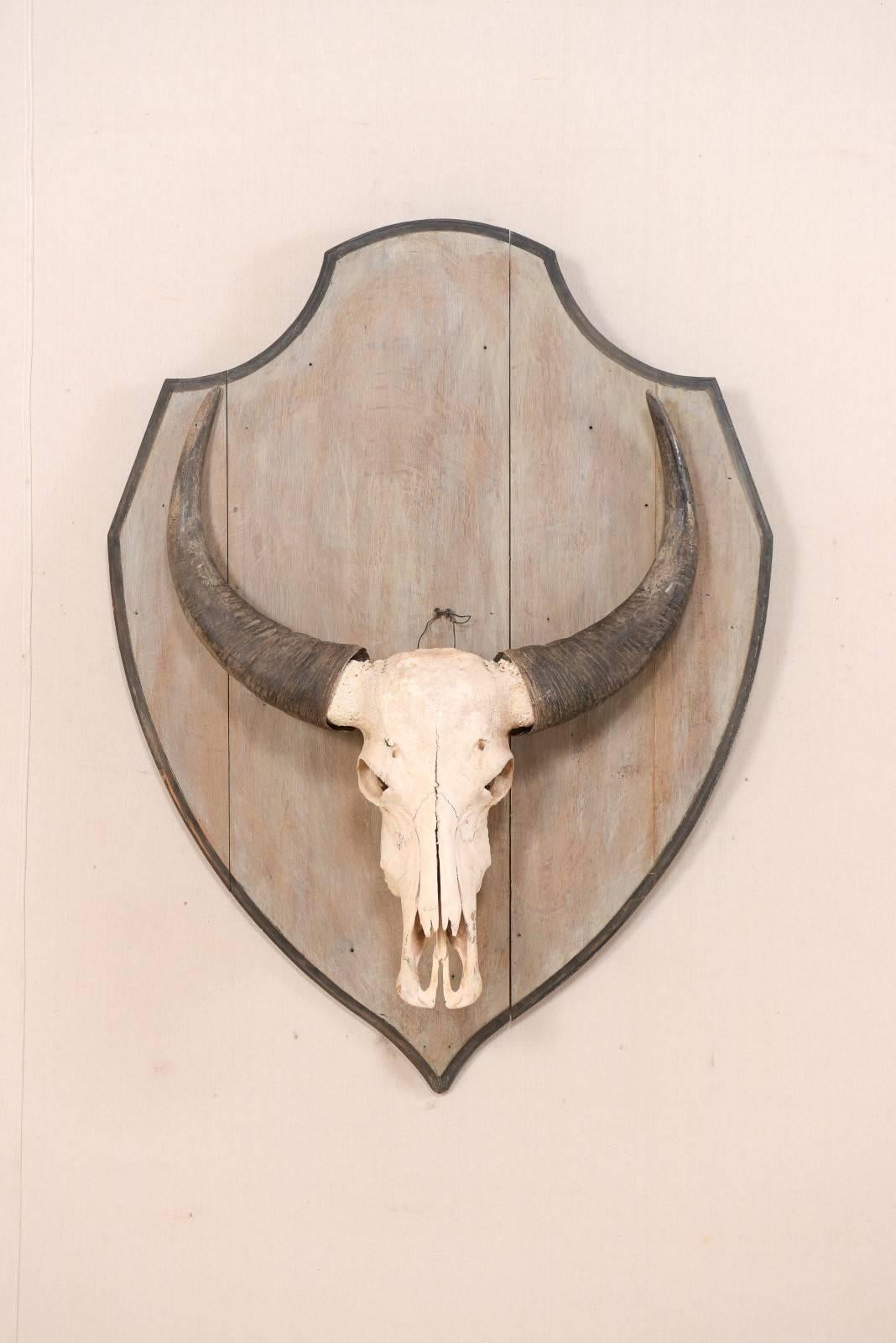 A vintage European painted wood wall plaque with water buffalo skull. This unique item consists of a vintage European shapely, shield-shaped wooden plaque, which has been adorn with an impressive horned water buffalo skull. The wooden plaque is grey