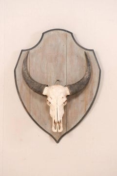 European Vintage Water Buffalo Skull Mounted on Shield-Shaped Wood Plaque