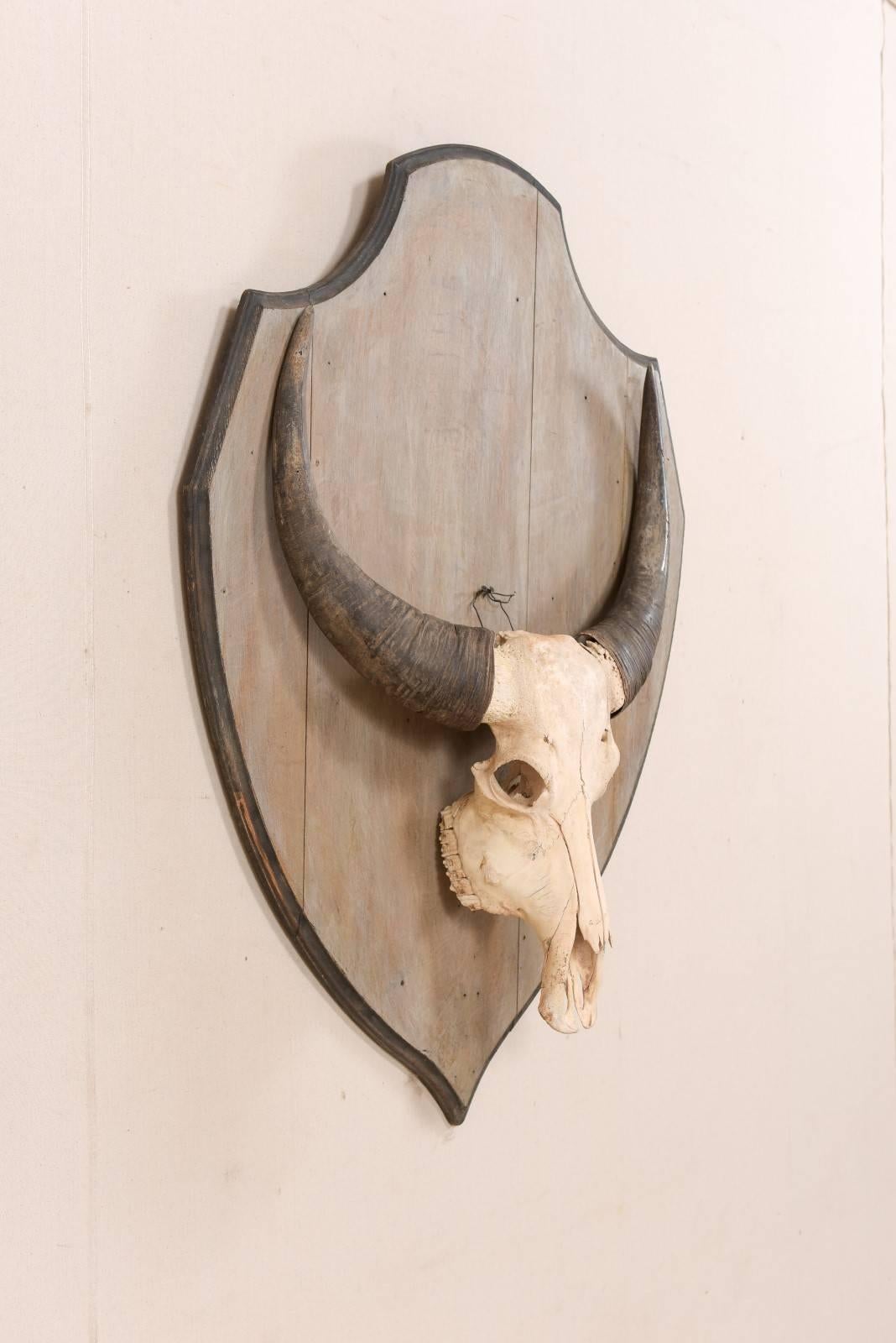 Europeo Teschio di bufalo d'acqua vintage europeo montato su una placca di Wood a forma di scudo in vendita