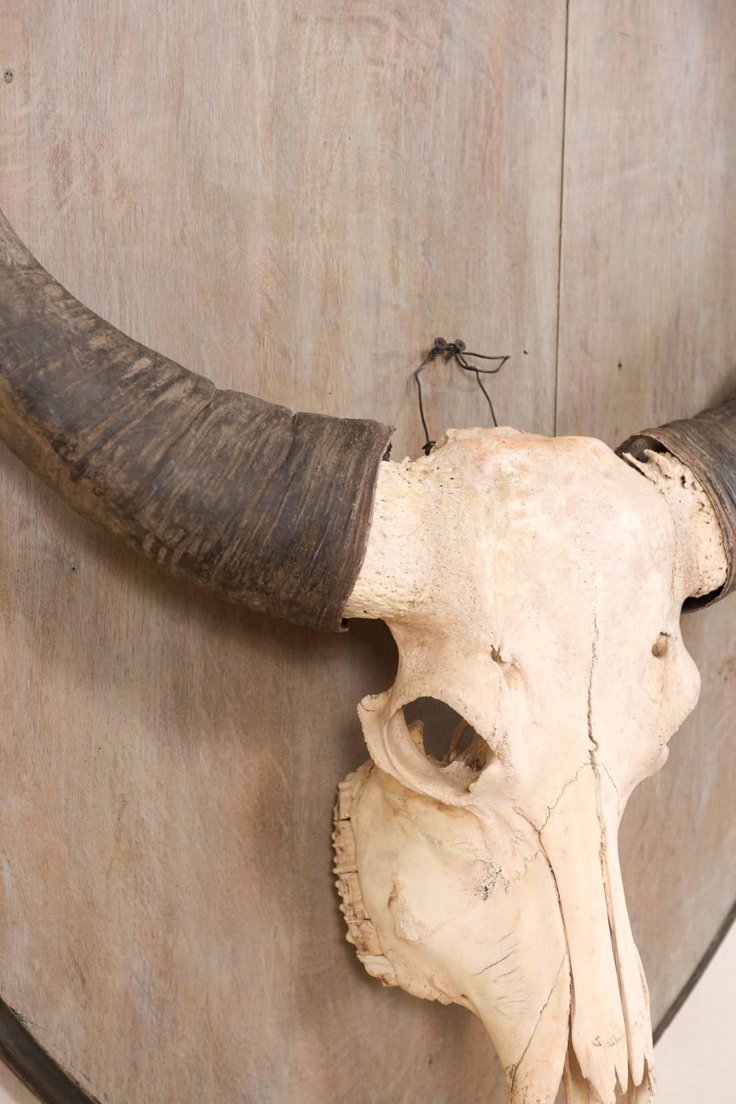 Teschio di bufalo d'acqua vintage europeo montato su una placca di Wood a forma di scudo In condizioni buone in vendita a Atlanta, GA