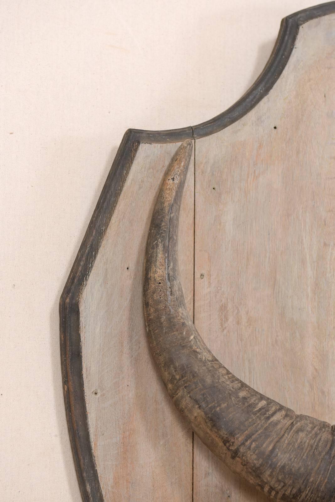 Osso Teschio di bufalo d'acqua vintage europeo montato su una placca di Wood a forma di scudo in vendita