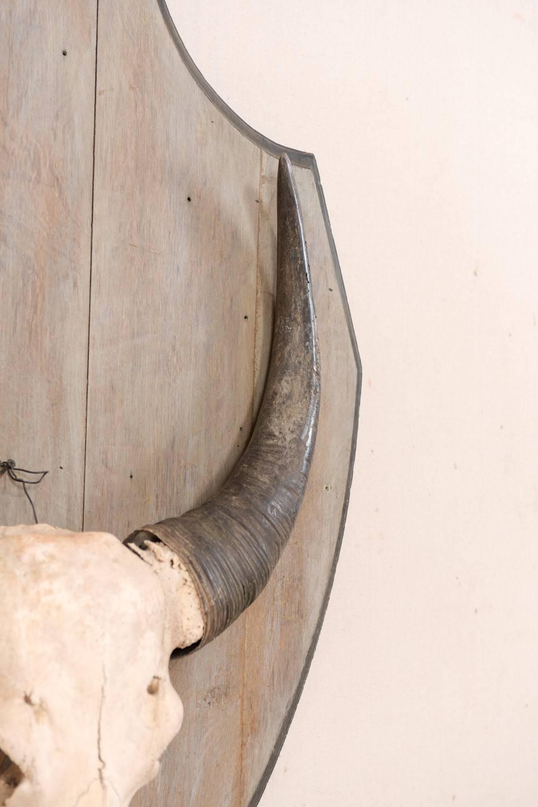 Teschio di bufalo d'acqua vintage europeo montato su una placca di Wood a forma di scudo in vendita 1