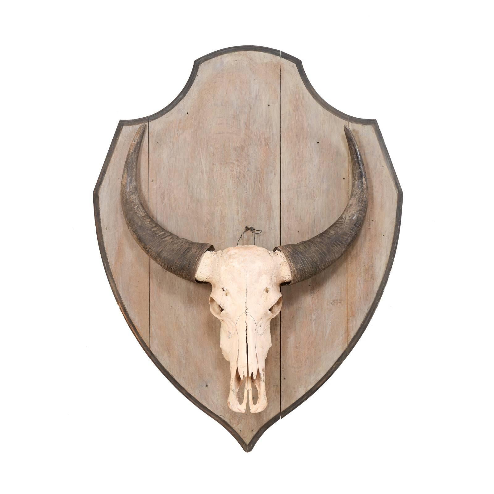 European Vintage Water Buffalo Skull Mounted on Shield-Shaped Wood Plaque