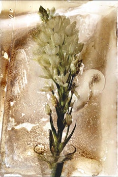 Photographie de fleurs esthétique - « Memento Mori 2 » - par Evangelos Koukouwitakis