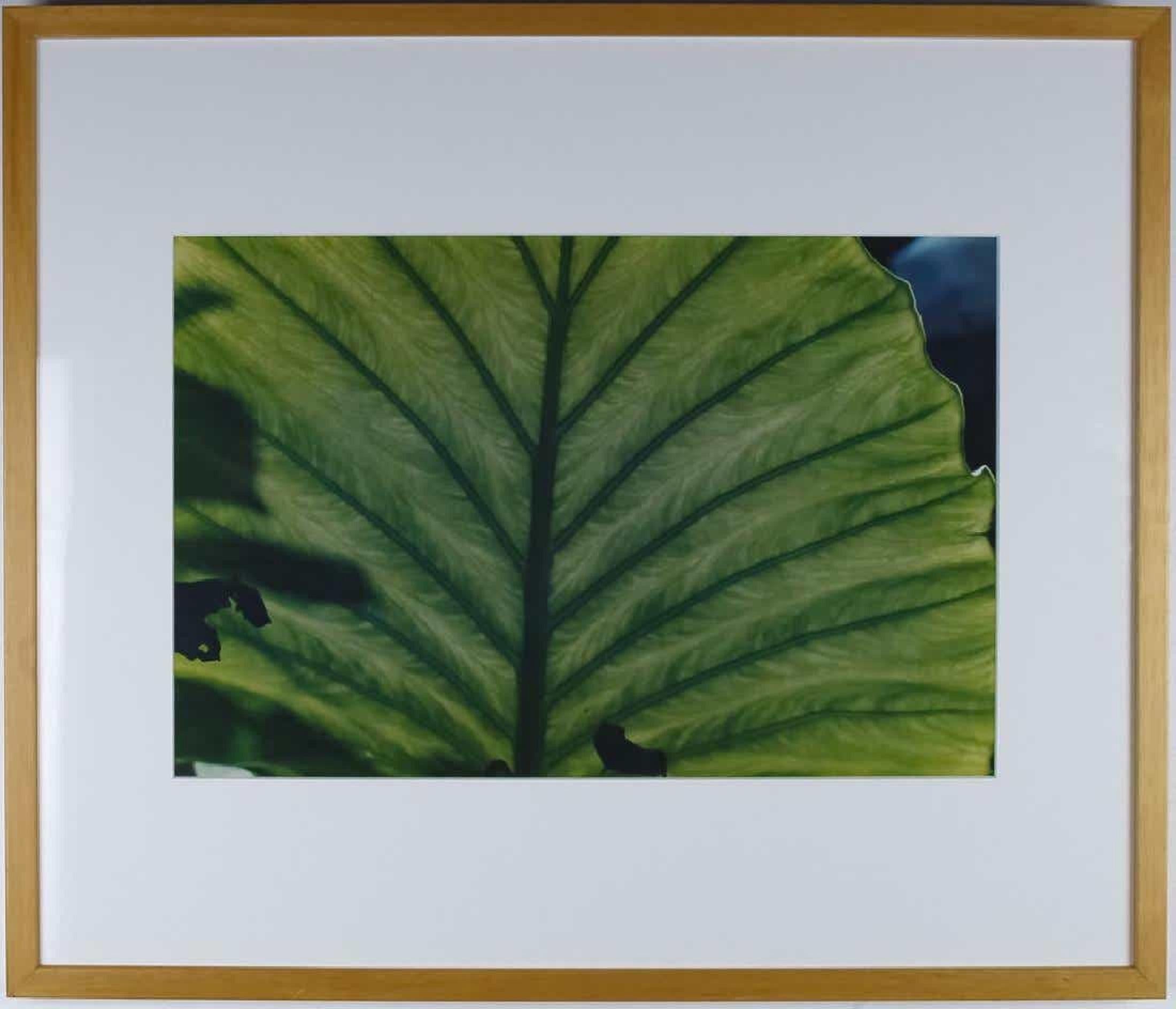 Luminous Leaf Color Photo C Print Foliage Vintage Plant Photograph Evelyn Lauder For Sale 1