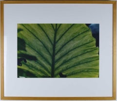 Luminous Leaf Color Photo C Print Foliage Vintage Plant Photograph Evelyn Lauder