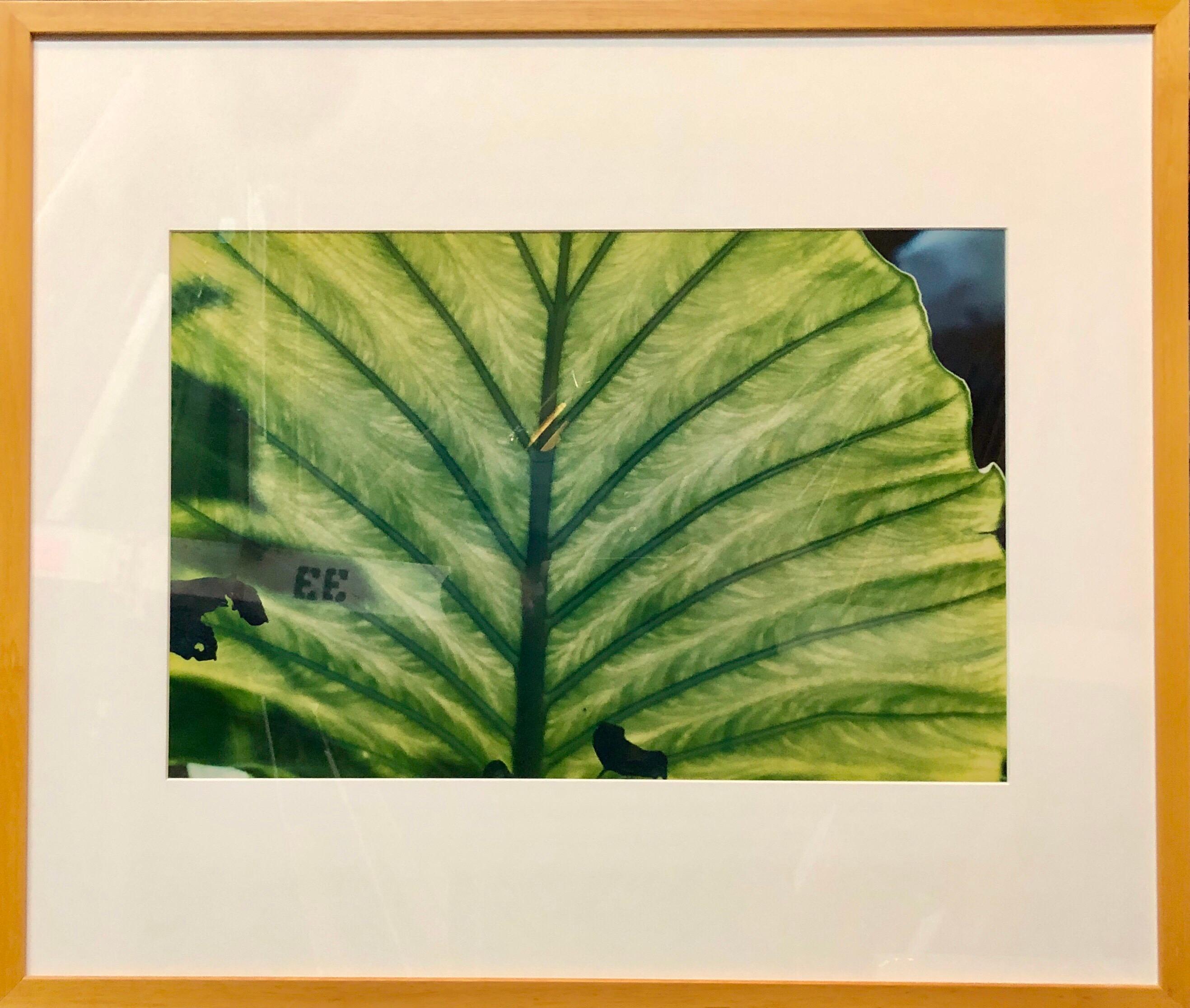 Luminous Leaf Color Photo C Print Foliage Vintage Plant Photograph Evelyn Lauder For Sale 2