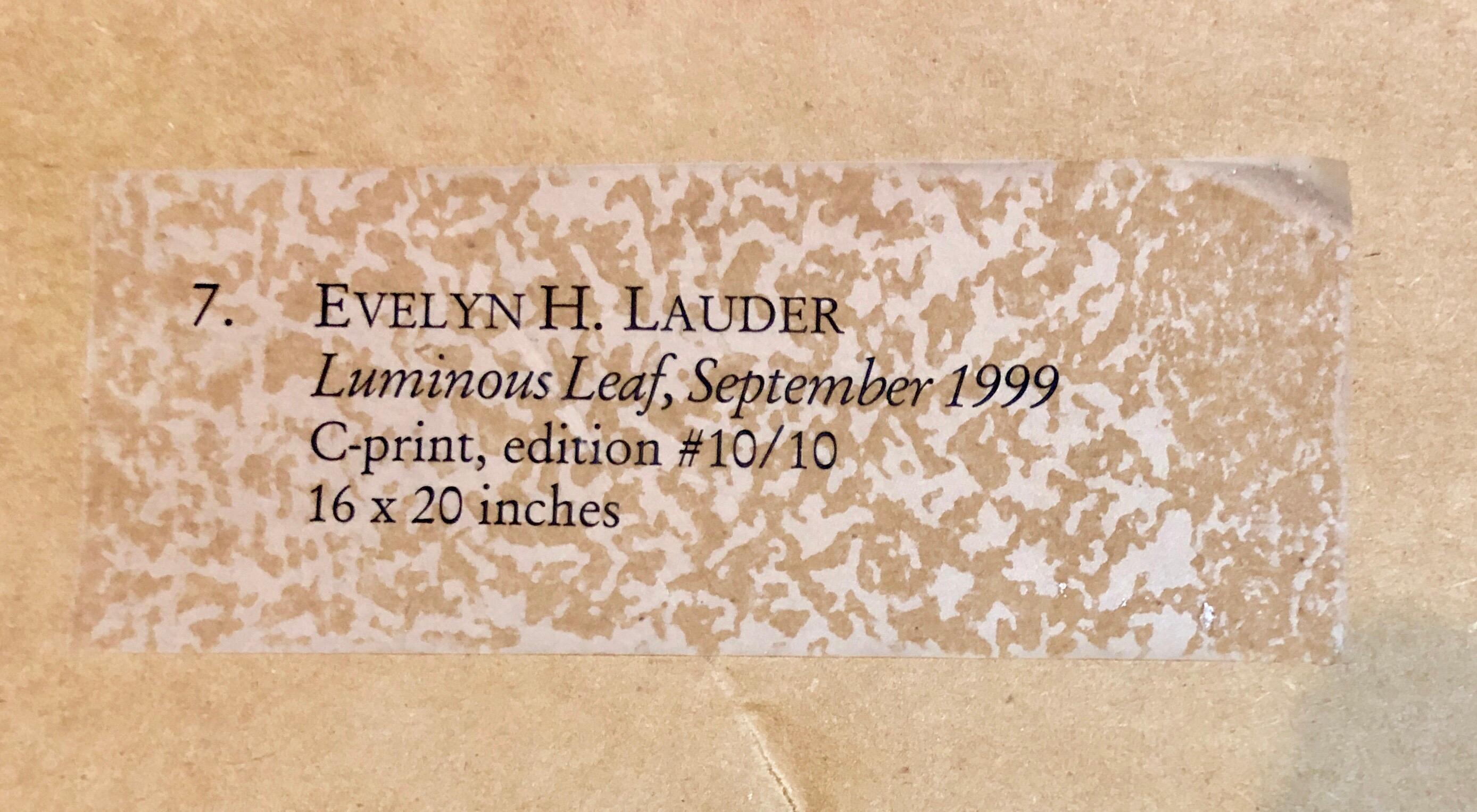 Luminous Leaf Color Photo C Print Foliage Vintage Plant Photograph Evelyn Lauder For Sale 4