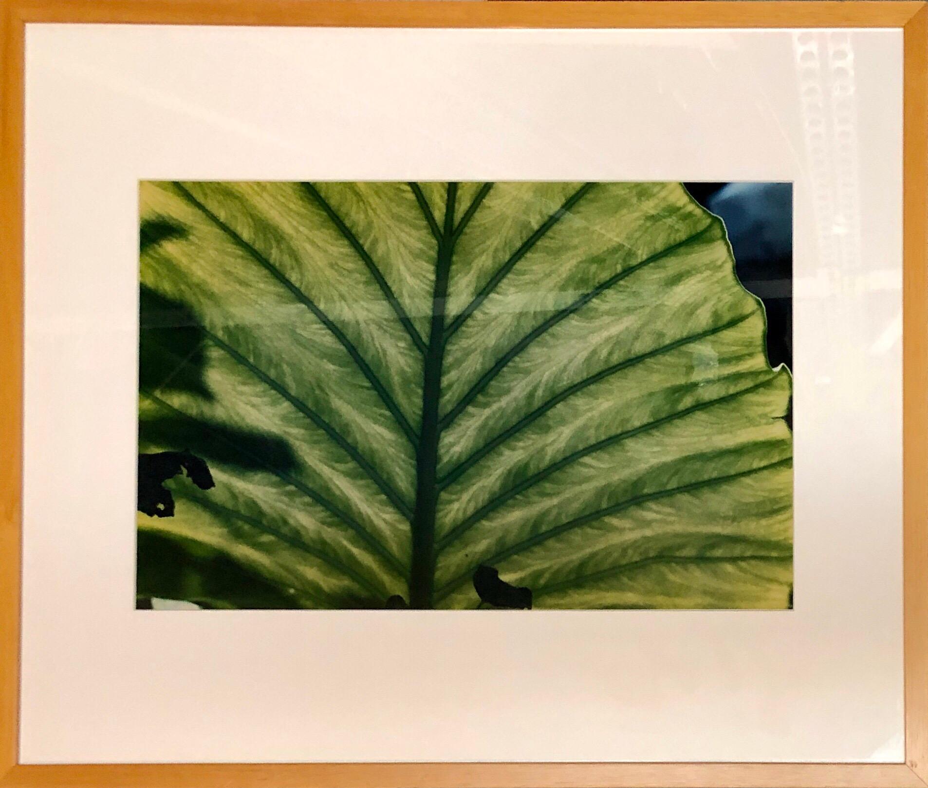 Luminous Leaf Color Photo C Print Foliage Vintage Plant Photograph Evelyn Lauder im Angebot 8
