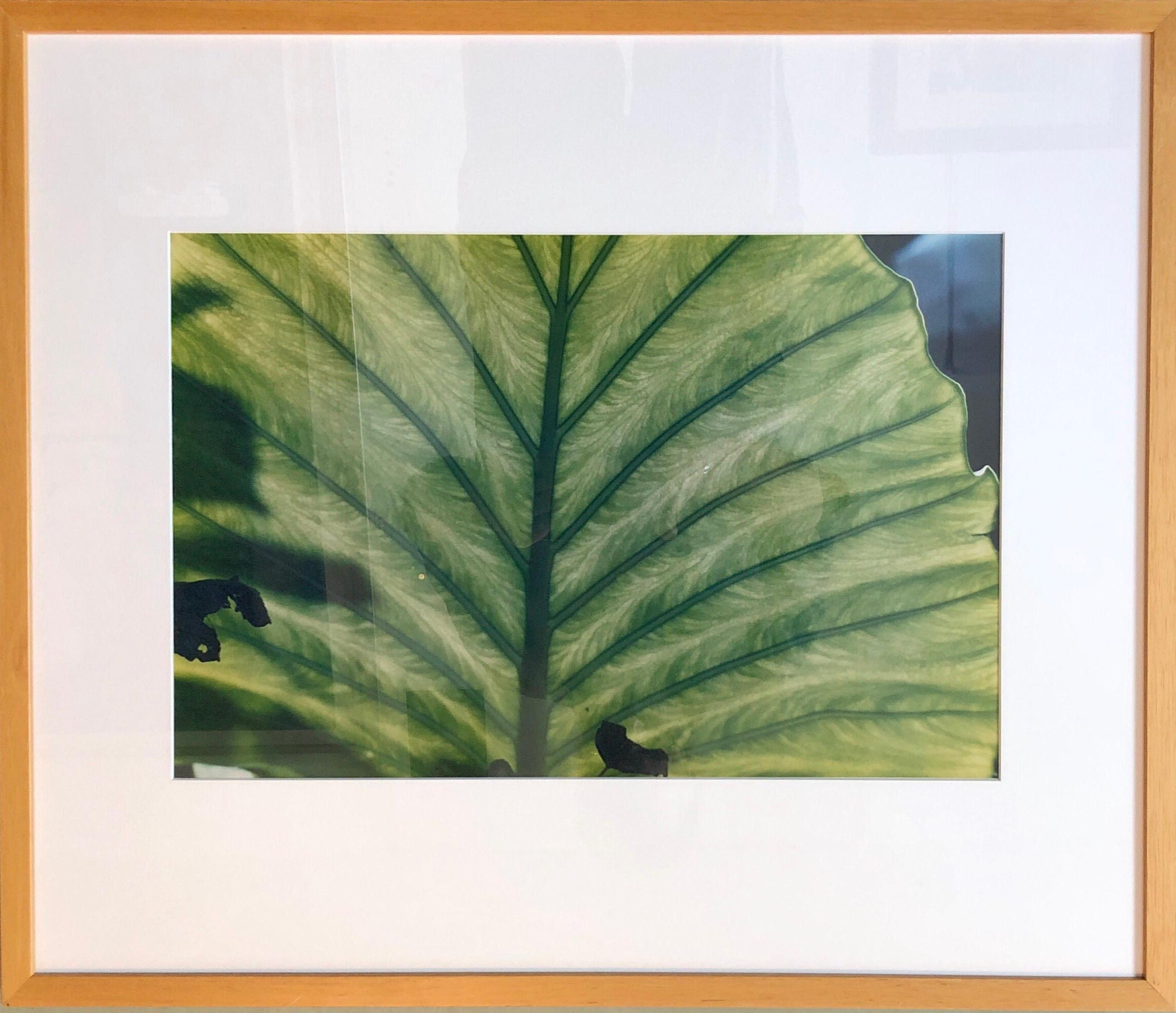Evelyn Lauder Fotografie in limitierter Auflage.  
Überschrift: Luminous Leaf. Zeigt eine Nahaufnahme  Bild eines halbtransparenten Blattes mit Licht  durchscheinen. Maße: 16" x 20". Keine Signatur auf der Vorderseite, aber ich glaube, sie sind