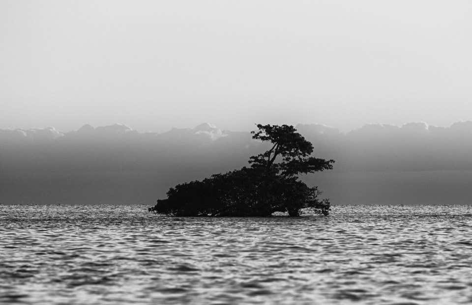 Floating Tree - 202 For Sale on 1stDibs | floating tree in india ...