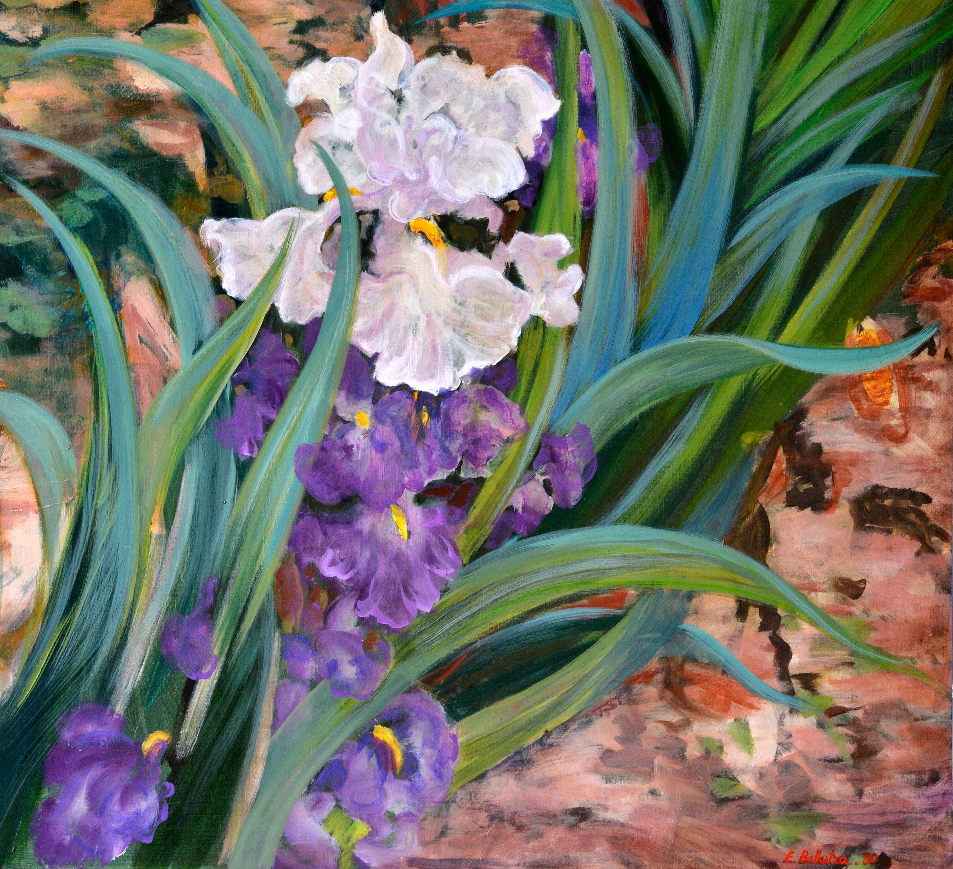 Iris in vendita 1