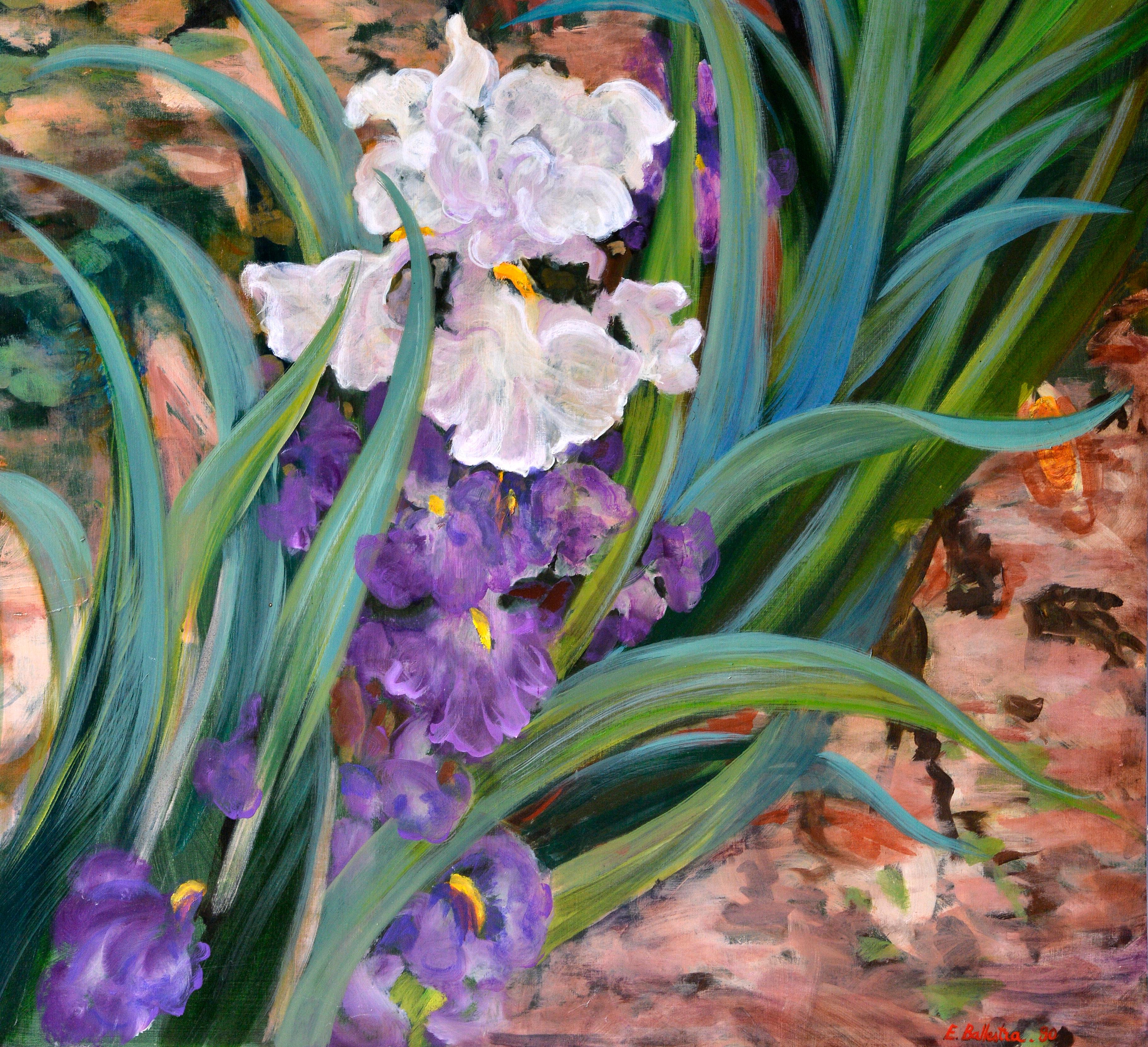 Iris For Sale 1