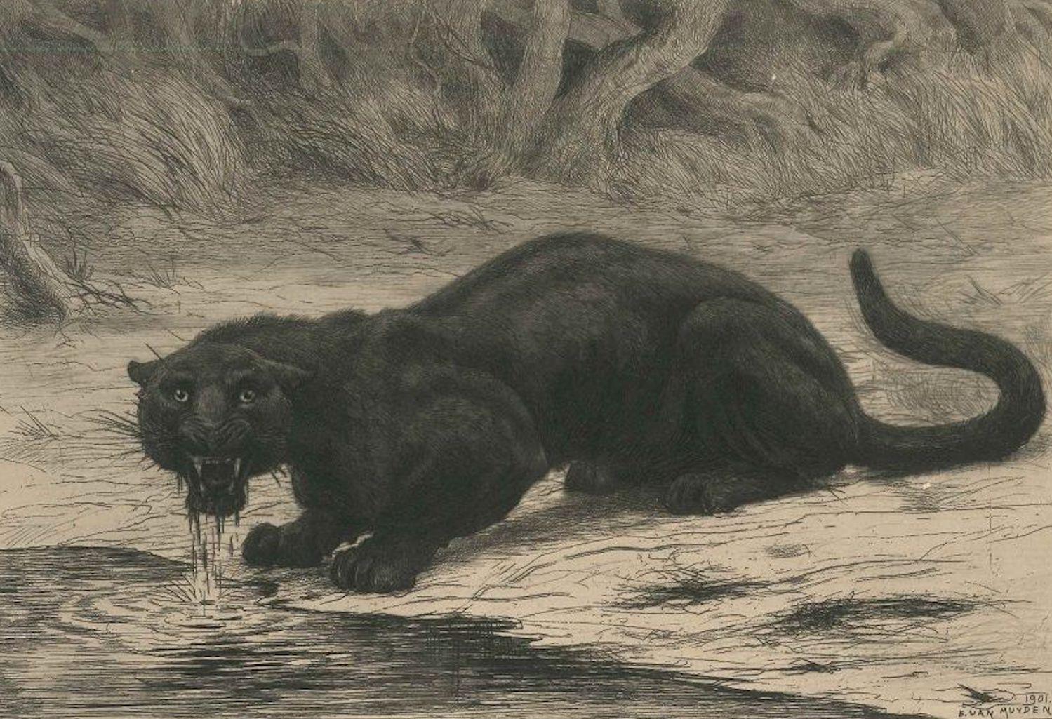 Peinture et aquatinte de panthère noire par Evert van Muyden - 1901 - Beige Figurative Print par Evert Louis van Muyden