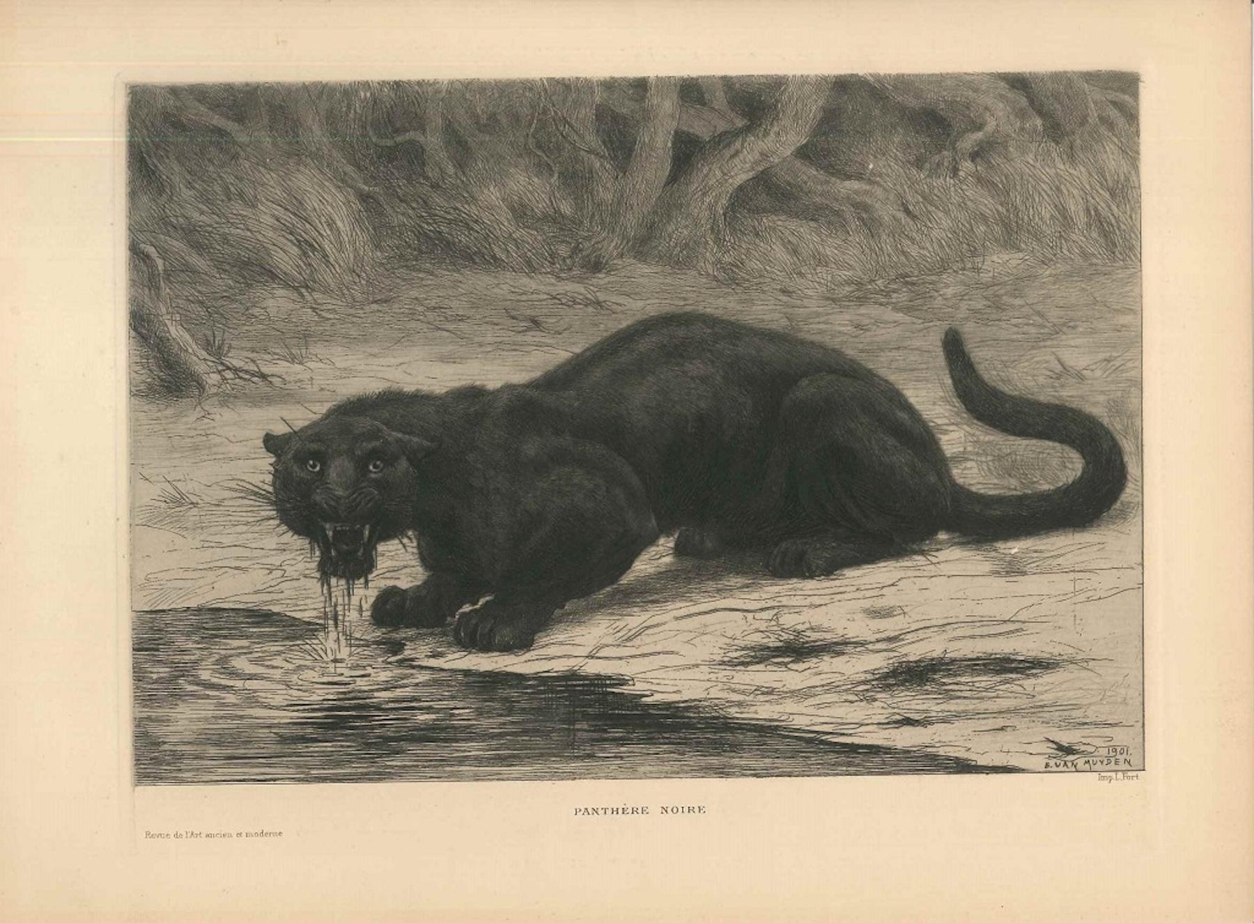 Figurative Print Evert Louis van Muyden - Peinture et aquatinte de panthère noire par Evert van Muyden - 1901