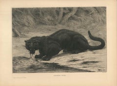 Black Panther - Original Etching and Aquatint by Evert van Muyden - 1901