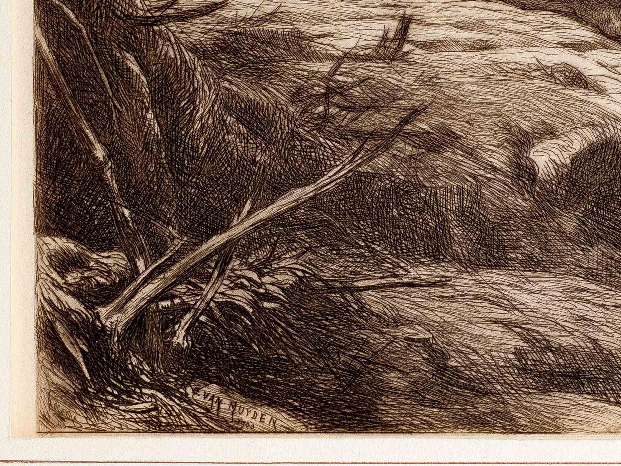Lions i- Gravure d'Evert Louis van Muyden - 1900 en vente 1