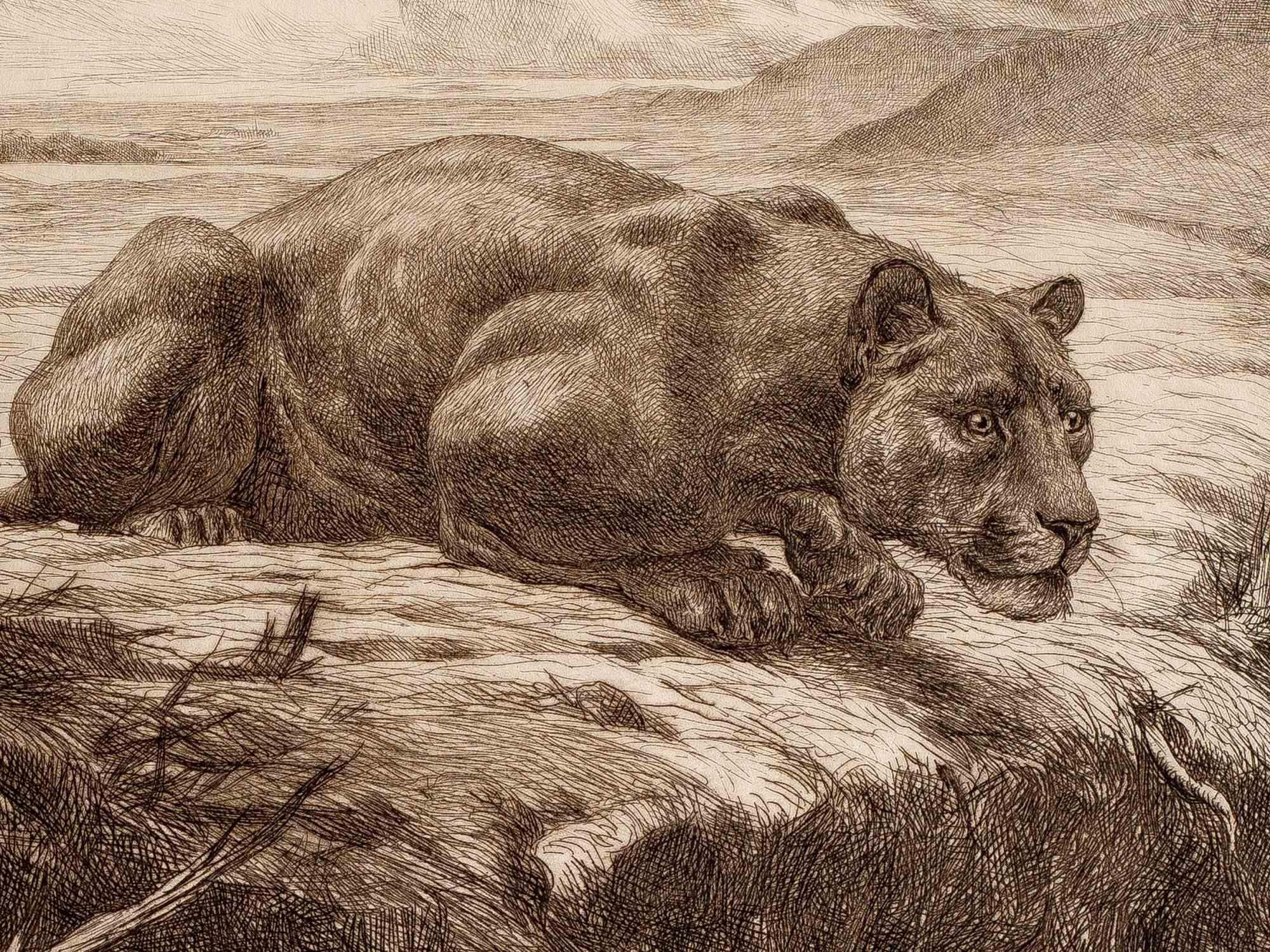 Lioness is a modern artwork realized by Evert Louis van Muyden  (Albano, Lazio 1853 - 1922 Orsay) in 1900 .

Black and white etching.

Signature and date on plate.

Includes passe-partout 35 x 49,5 cm.

