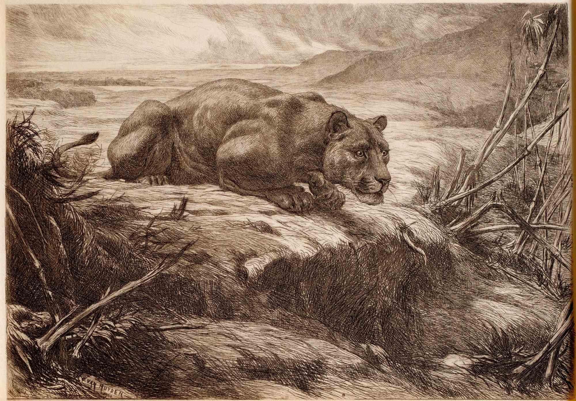 Lioness i- Etching by Evert Louis van Muyden - 1900 For Sale 1