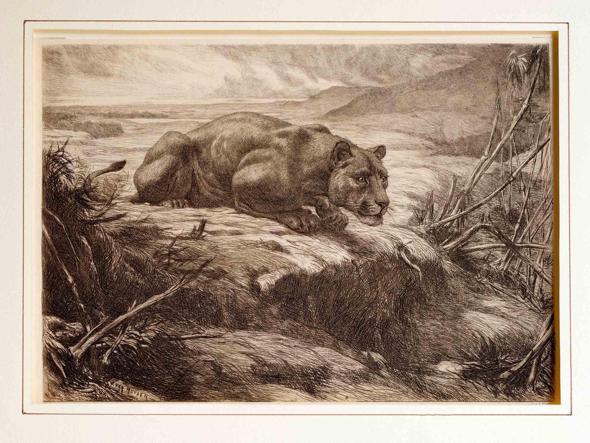 Lions i- Gravure d'Evert Louis van Muyden - 1900