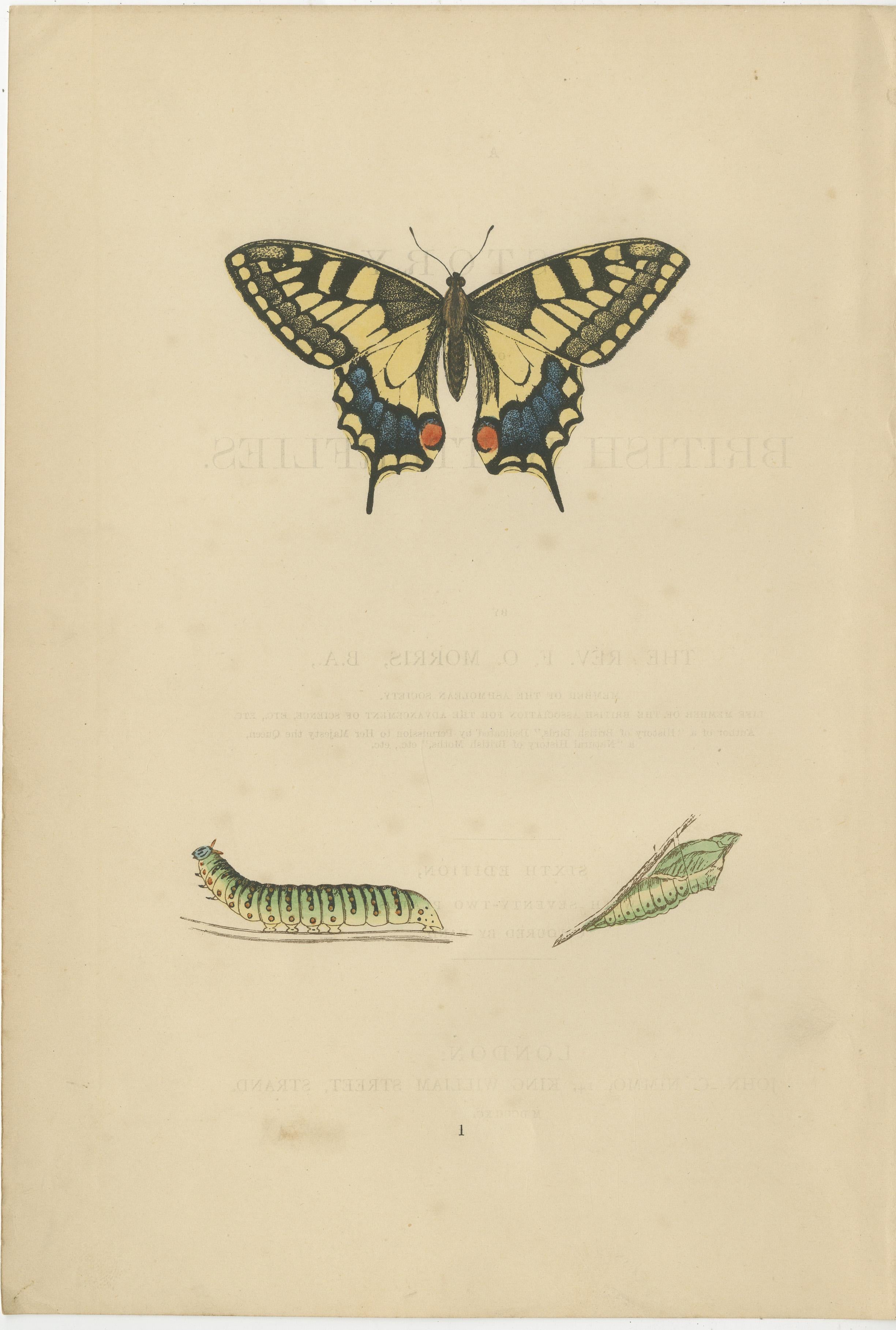 Three original hand-colored plates from the sixth edition of 'A History of British Butterflies' by Morris, which date back to 1890. 

A closer look at each of the species depicted:

1. **The Swallow Tail (Papilio machaon)**: This butterfly is easily