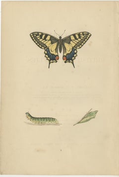 Evolutions of Elegance: A Victorian Trio of British Butterflies, 1890