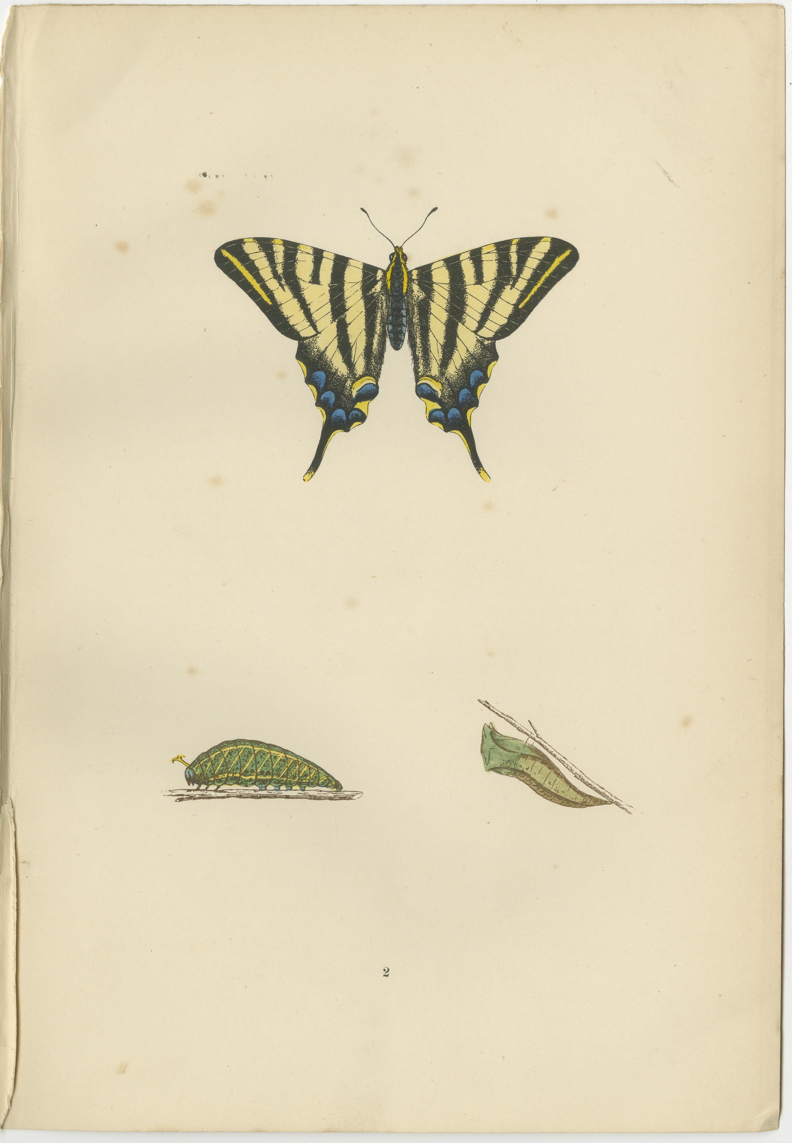 Evolutions of Elegance: A Victorian Trio of British Butterflies, 1890 In Good Condition For Sale In Langweer, NL