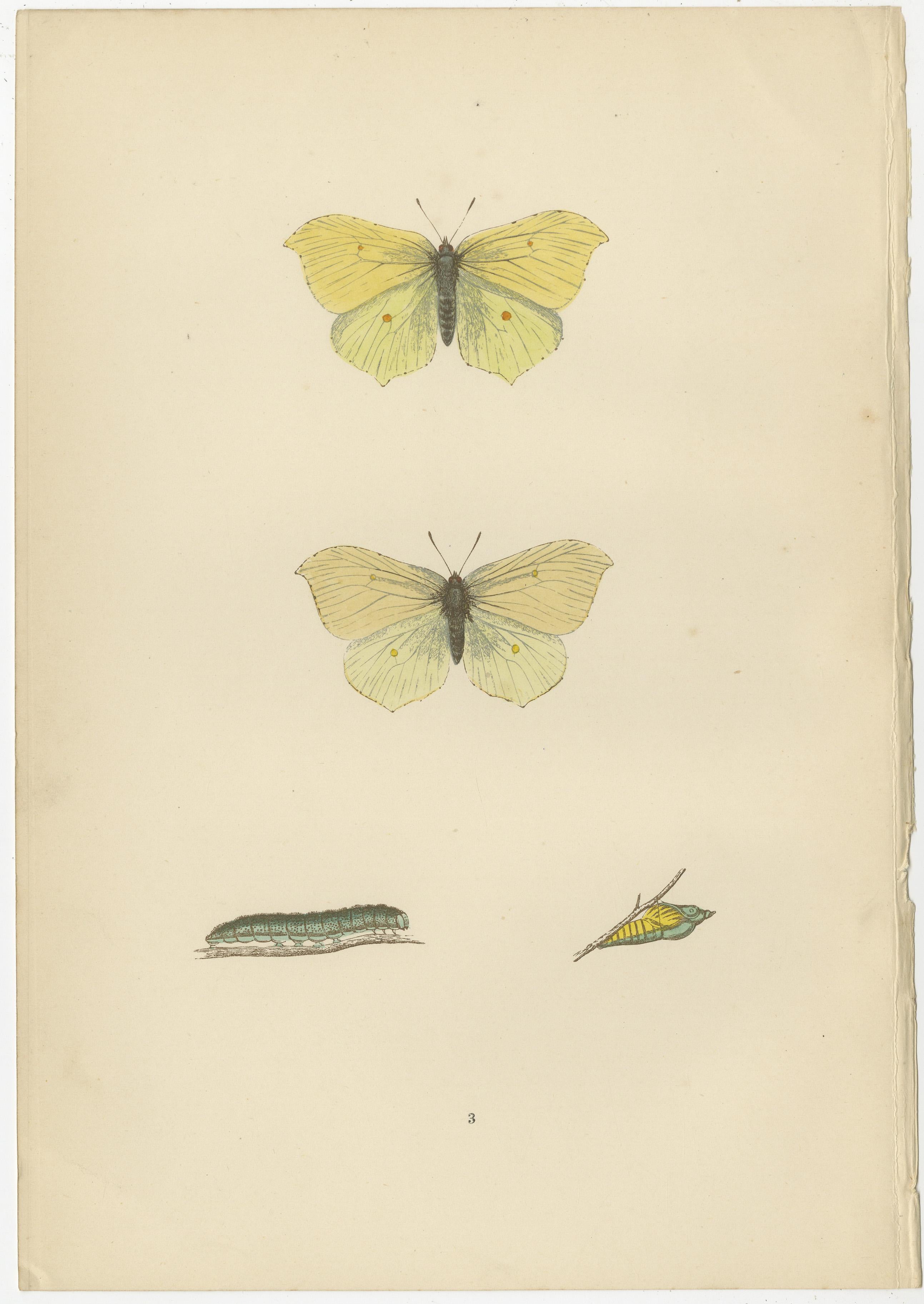 Late 19th Century Evolutions of Elegance: A Victorian Trio of British Butterflies, 1890 For Sale