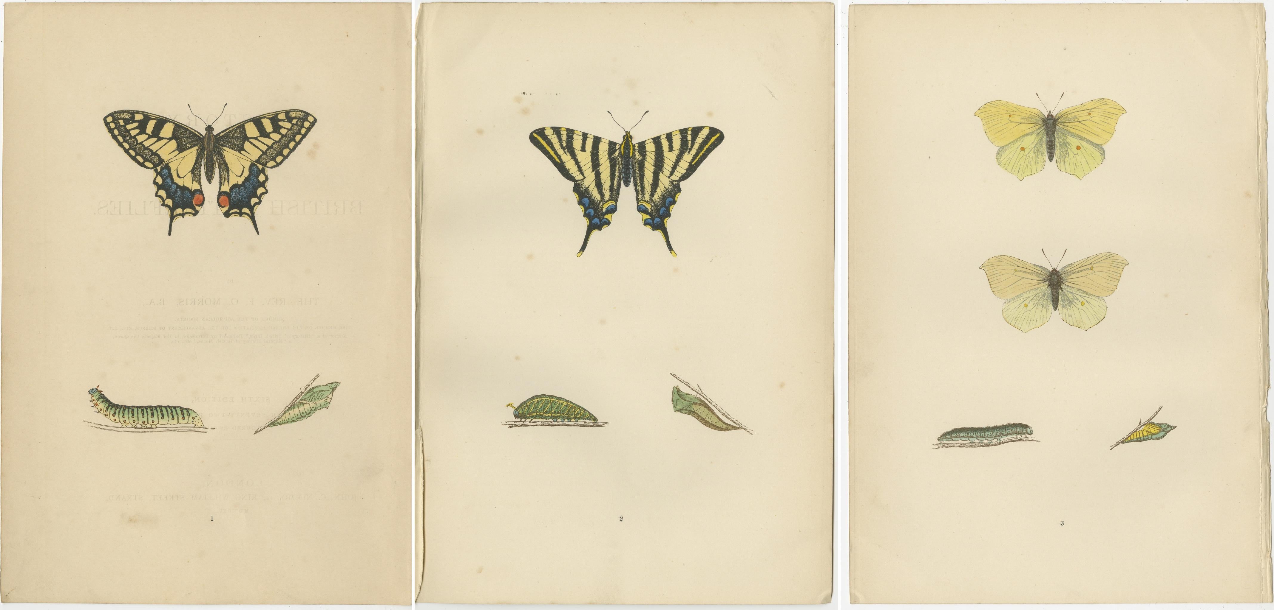 Paper Evolutions of Elegance: A Victorian Trio of British Butterflies, 1890 For Sale