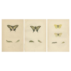 Évolutions de l'Elegance : Un Trio victorien de papillons britanniques, 1890