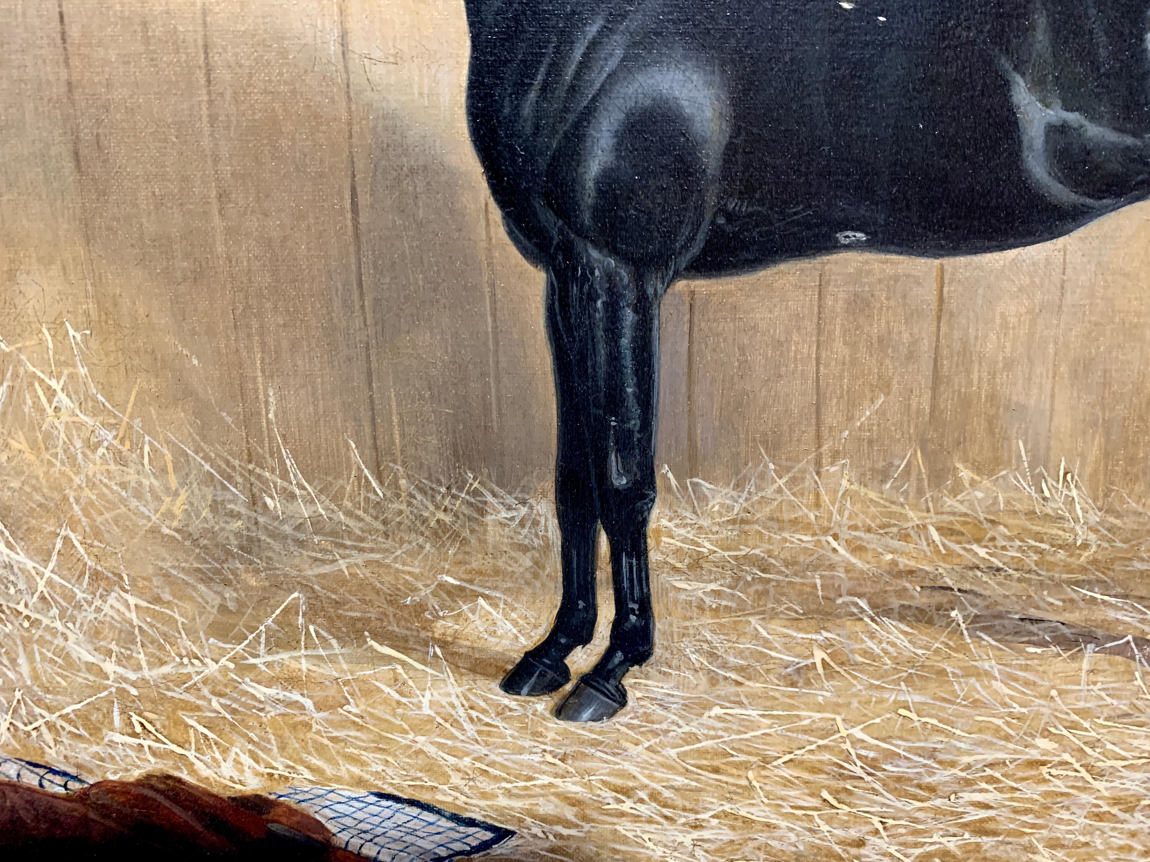 black horse in stall