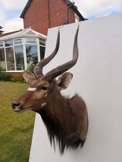 Exceptional African Nyala Shoulder Mount with Impressive Spiral Horns