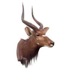 Exceptional African Nyala Shoulder Mount with Impressive Spiral Horns