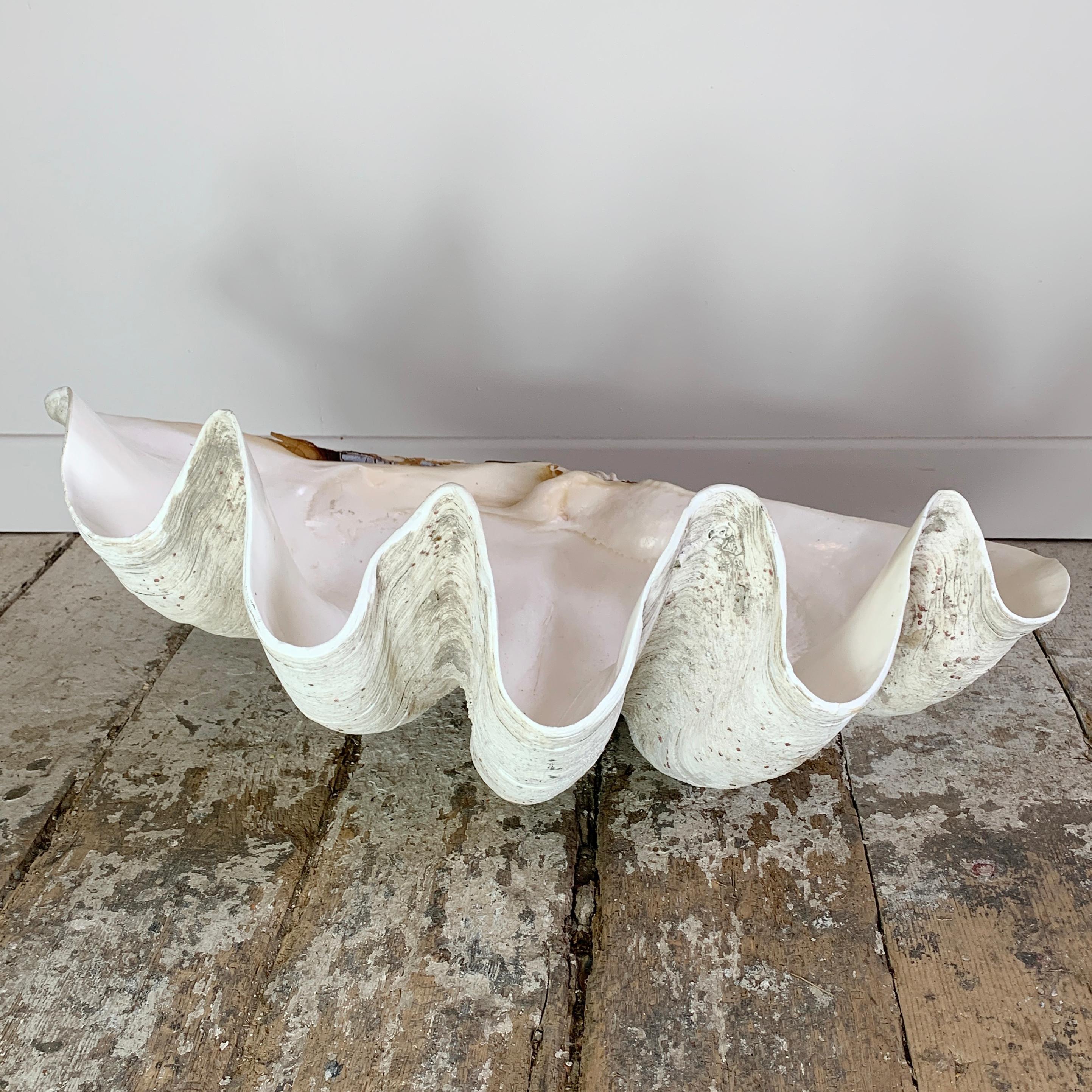 Exceptional Antique Giant Clam Shell  3