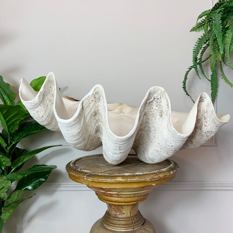 Exceptional Antique Giant Clam Shell For Sale at 1stDibs antique