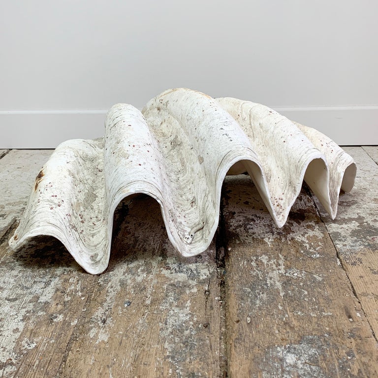 Exceptional Antique Giant Clam Shell For Sale at 1stDibs antique