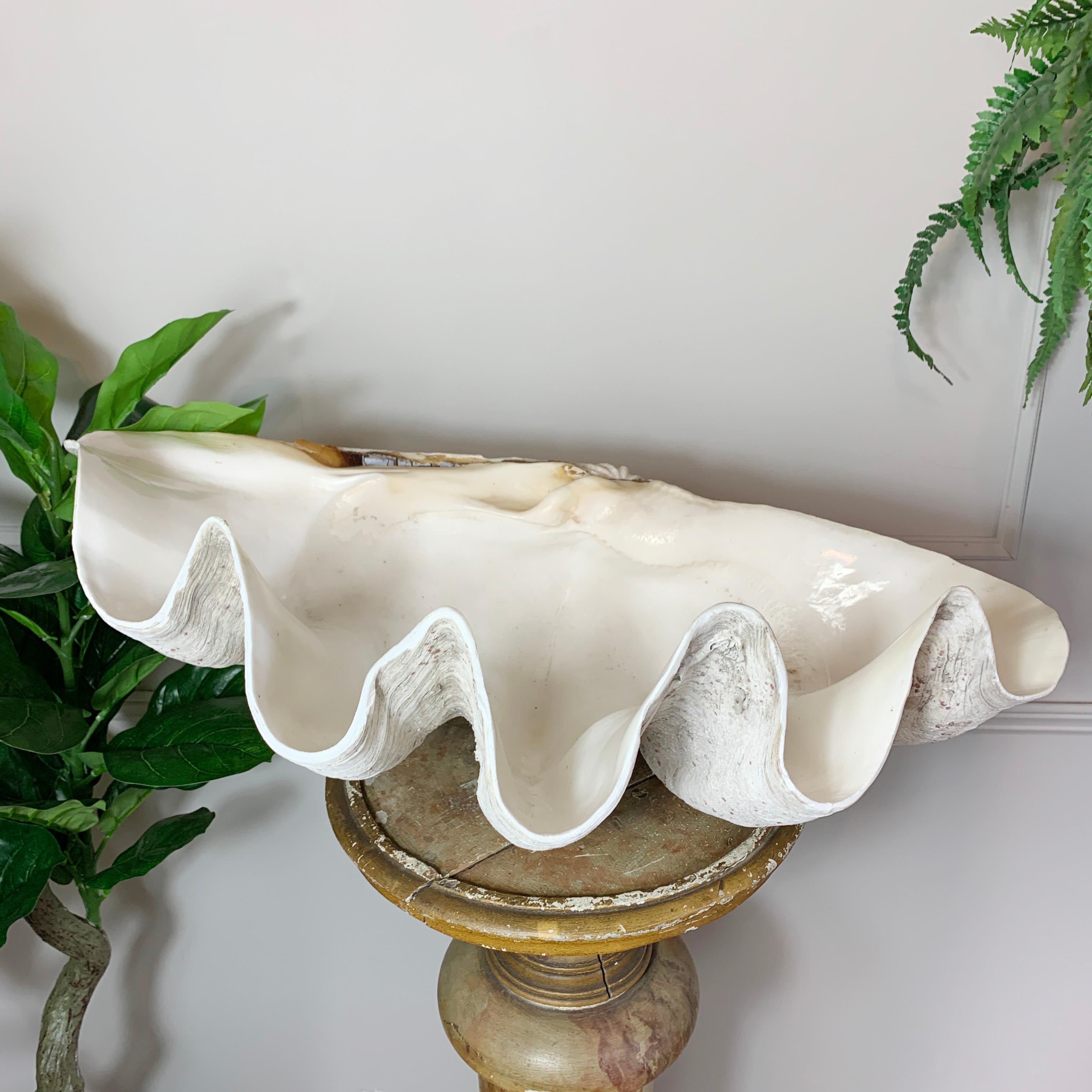 20th Century Exceptional Antique Giant Clam Shell 