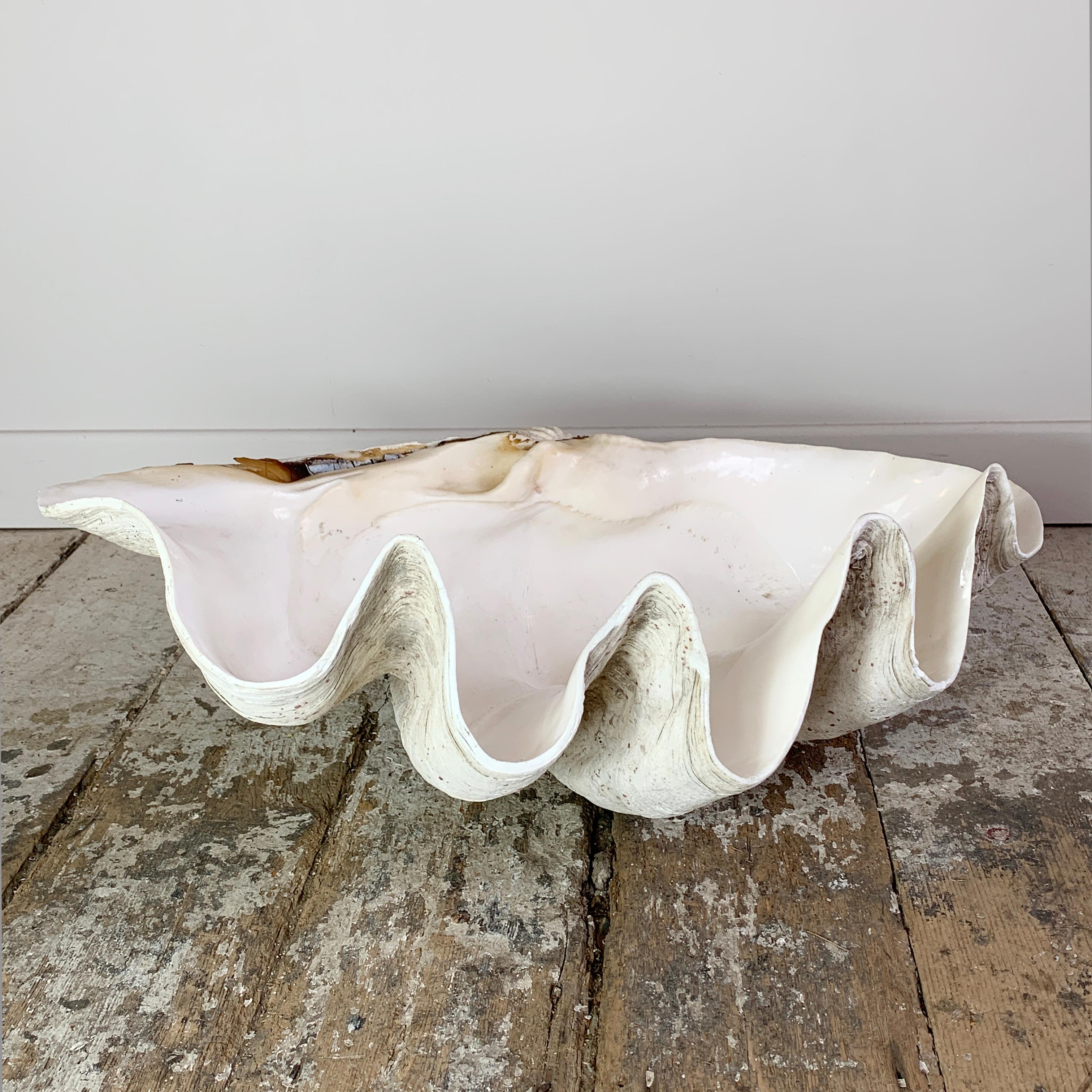 Exceptional Antique Giant Clam Shell  1