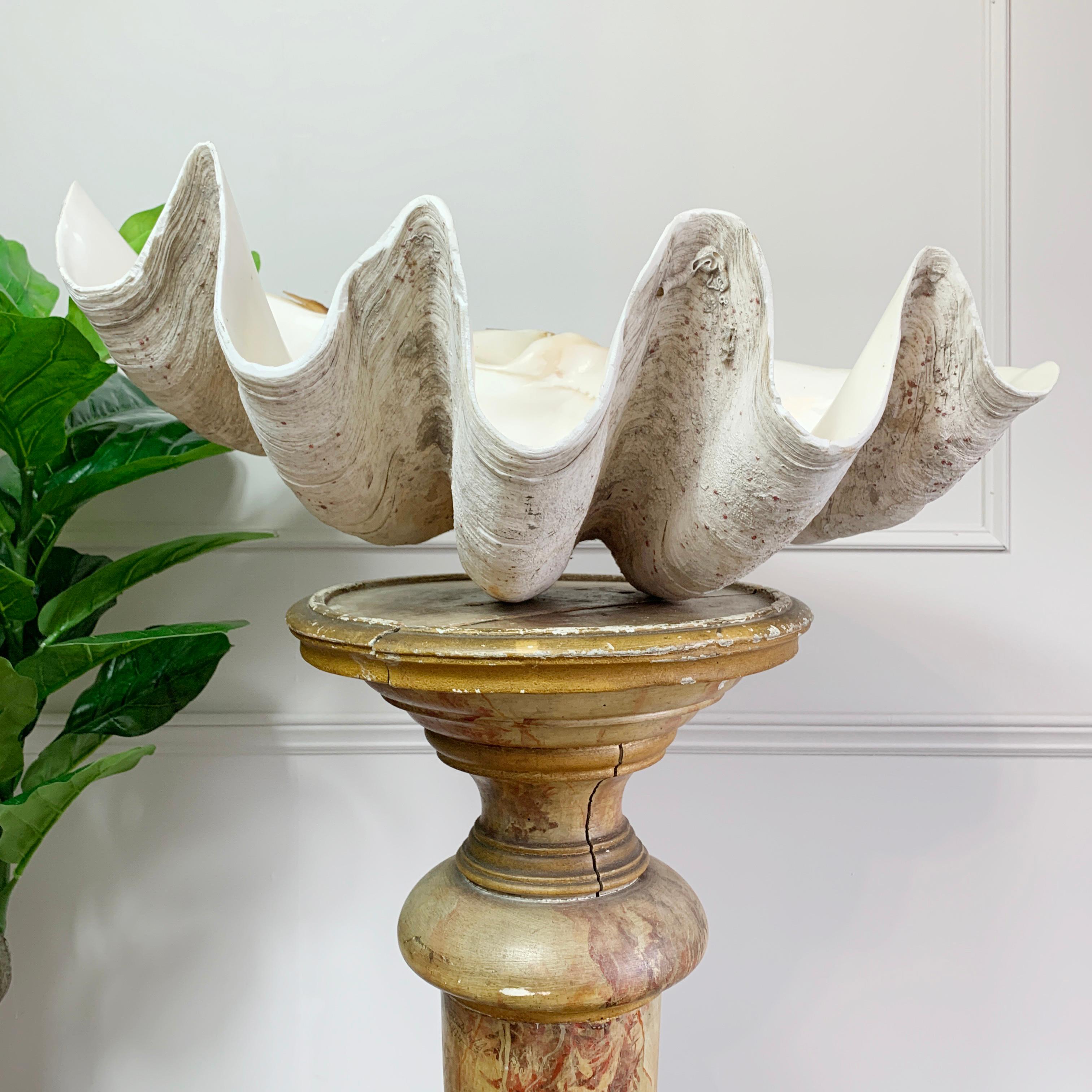 Exceptional Antique Giant Clam Shell 2