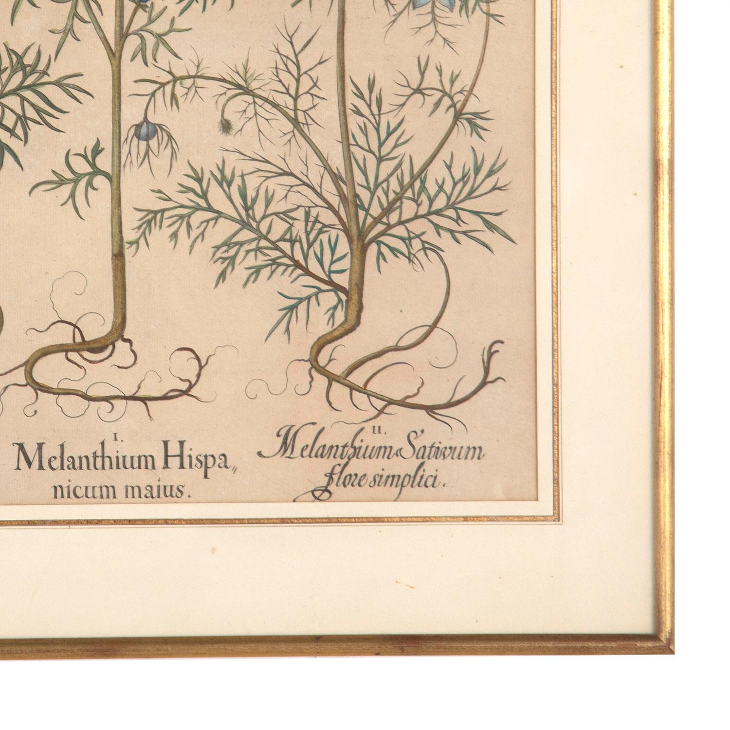 When Johann Konrad von Gemmingen, Prince Bishop of Eichstaedt (a place about 60 kilometers north of Munich) gave the Nuremberg apothecary and botanist Basilius Besler (1561-1629) the order to publish a book with engravings of flowers and plants, he